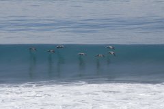 16-Pelicans that fly low over the waves